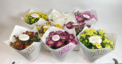 Chrys Elle Fleur 14Ø 27cm