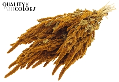 Amar Bunch Apricot 60cm