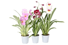 Miltonia 12Ø 40cm