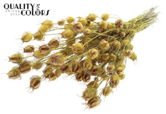 Nigella Yellow 45cm 150gram