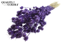 Nigella Purple 45cm 150gram