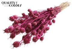 Nigella Lilac 45cm 150gram
