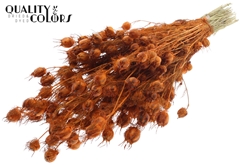 Nigella Orange 45cm 150gram