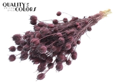 Nigella Bordeaux 45cm 150gram