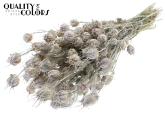 Nigella White 45cm 150gram