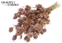Nigella Salmon 45cm 150gram