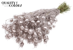 Nigella Champagne 45cm 150gram