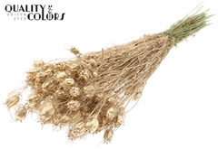 Nigella Ant. Gold 45cm 150gram