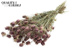 Dried Flowers 100 Gram 45cm 150gram