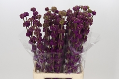 Callicarpa Giraldii 80cm