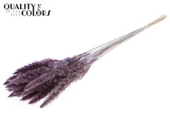 Pampas Fluf Milka 70cm