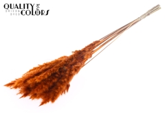 Pampas Fluf Orange 70cm