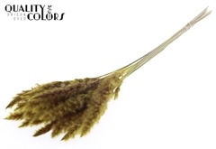 Pampas Fluf Yellow 70cm