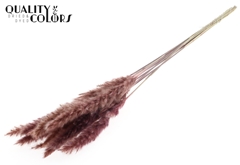 Pampas Fluf Pink 70cm