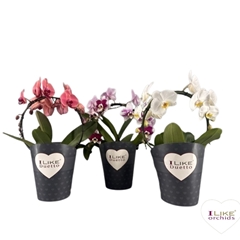 Phal Gem 2 Tak 17Ø 60cm