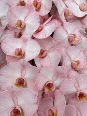 Phal Other Per Tak 80cm