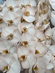 Phal Other Per Tak 80cm