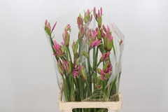 Ne Amarine Aphrodite 75cm