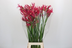 Ne Elegance Minerva 75cm