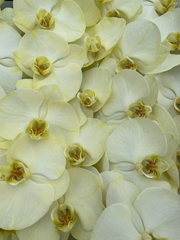 Phal Other Per Tak 80cm