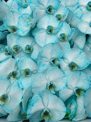 Phal Other Per Tak 80cm