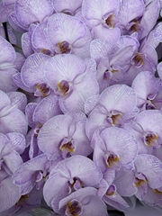 Phal Other Per Tak 80cm