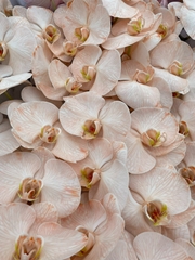 Phal Other Per Tak 80cm