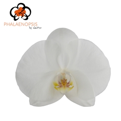 Phal Sensation White