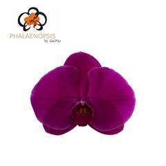 Phal Purple Haze 65cm