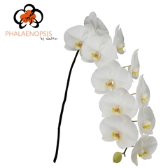 Phal Sensation White 80cm