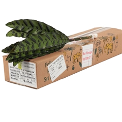 Decor Groen Other 50cm