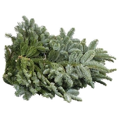Abies Nob Blauw Kilo 988gram