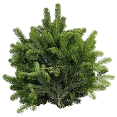 Abies Nordman Kilo 988gram