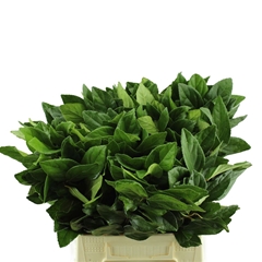 Viburnum Tinus 40cm