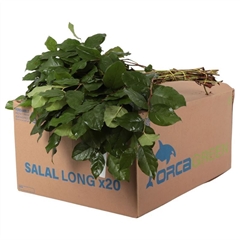 Gaultheria Shall Bs 70cm