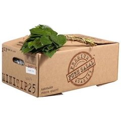 Gaultheria Shall Bs 30cm