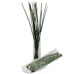 Equisetum Rush Bs 60cm