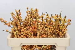 Ilex Ve Ilexia Julia 50cm