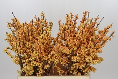 Ilex Ve Ilexia Julia 60cm