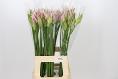 Ne Bo Berenice 70cm