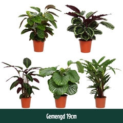 Calat Gemengd 19Ø 80cm
