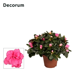 Rhodo Si Terra Nova 12Ø 25cm