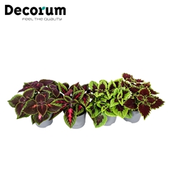 Coleus Blumei 13Ø 20cm