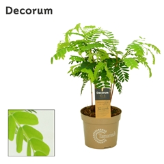 Tamarindus Indica 12Ø 45cm