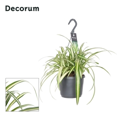 Chlorophytum 17Ø 35cm