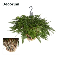 Humata Tyermannii 17Ø 45cm