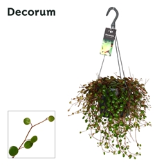 Pep Pepperspot 17Ø 30cm