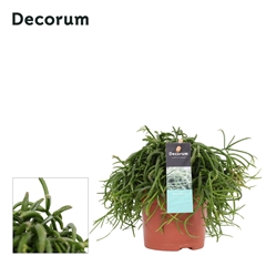 Rhipsalis Cassutha 10Ø 5cm 15