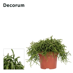 Rhipsalis Ba Oasis 12Ø 15cm