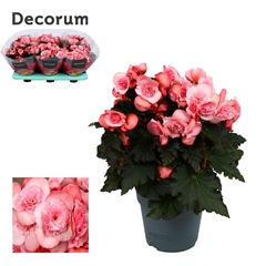 Beg Du Mo 2 Joy Pink 14Ø 32cm
